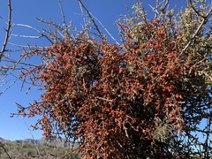Phoradendron californicum
