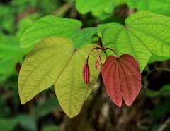 Bauhinia phoenicea