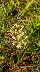 Asclepias mellodora
