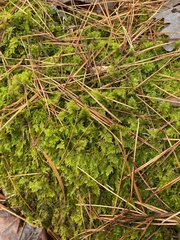 Thuidium delicatulum