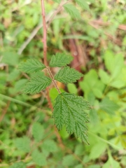 Rubus parvifolius