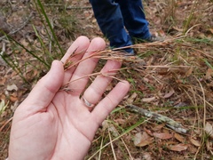 Cymbopogon refractus