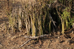 Sansevieria pearsonii