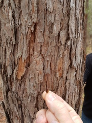 Corymbia trachyphloia