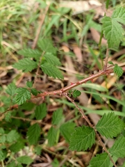Rubus parvifolius
