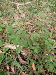 Rubus parvifolius