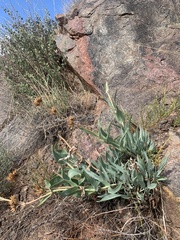 Penstemon secundiflorus