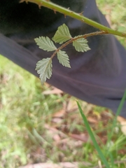 Rubus parvifolius