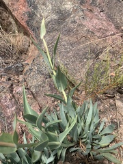 Penstemon secundiflorus