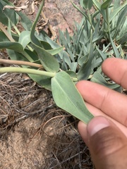 Penstemon secundiflorus