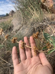Penstemon secundiflorus