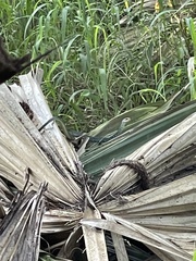 Drymobius margaritiferus