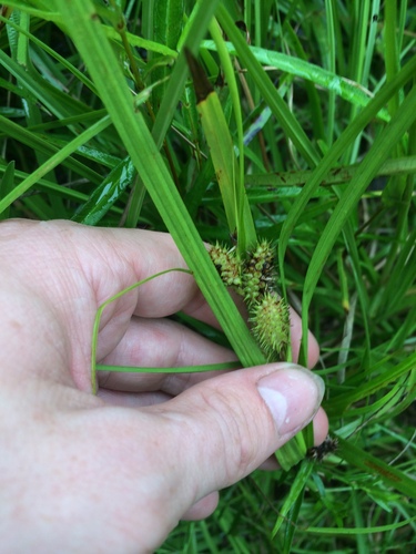 Image of Carex aureolensis by no rights reserved