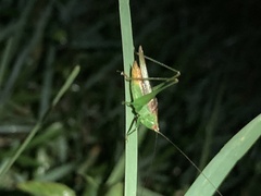 Conocephalus cinereus