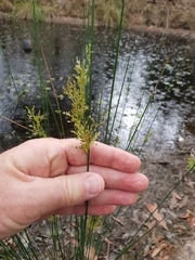 Juncus usitatus