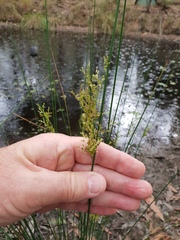 Juncus usitatus