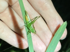 Conocephalus cinereus