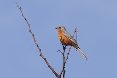 Melaenornis semipartitus