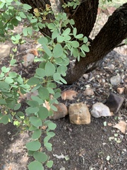 Lysiphyllum cunninghamii