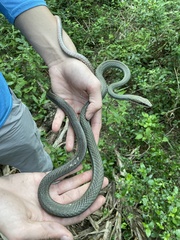 Masticophis schotti ruthveni