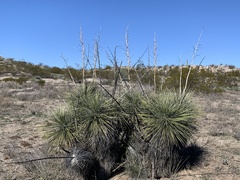 Yucca elata