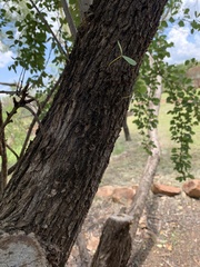 Lysiphyllum cunninghamii