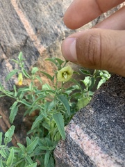 Physalis hederifolia