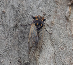 Macrotristria angularis