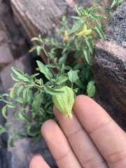 Physalis hederifolia