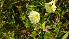 Convolvulus crenatifolius