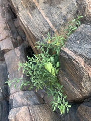 Physalis hederifolia