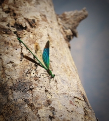 Neurobasis chinensis