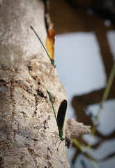 Neurobasis chinensis