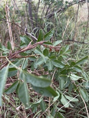 Heteromorpha arborescens abyssinica