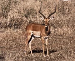 Aepyceros melampus