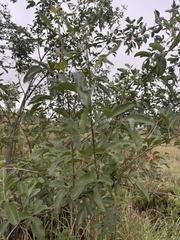 Heteromorpha arborescens abyssinica
