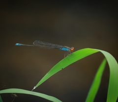 Pseudagrion rubriceps