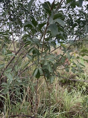 Heteromorpha arborescens abyssinica