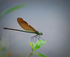 Neurobasis chinensis