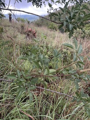 Heteromorpha arborescens abyssinica