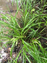 Carex joorii
