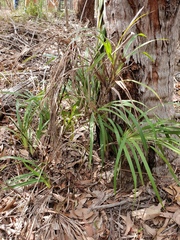 Dianella caerulea