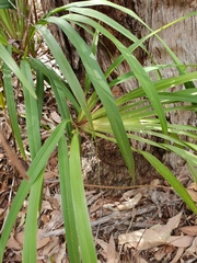 Dianella caerulea