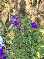 Solanum houstonii