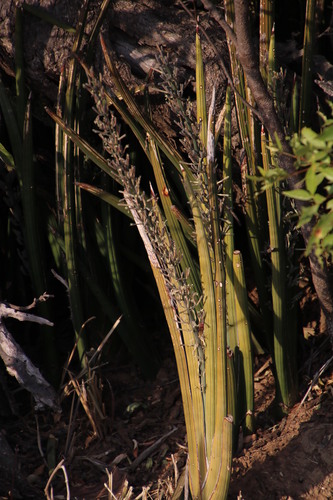 Image of Sansevieria pearsonii by (c) Tony Rebelo, some rights reserved (CC BY-SA)