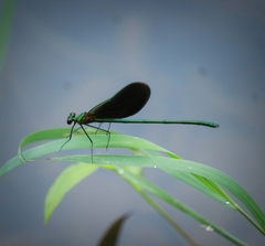 Neurobasis chinensis