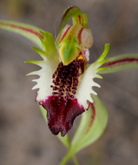 Caladenia dilatata