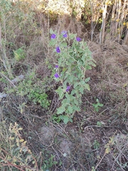 Solanum houstonii