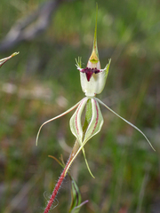 Caladenia dilatata