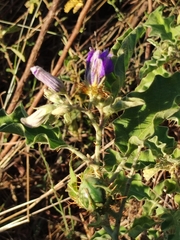 Solanum houstonii